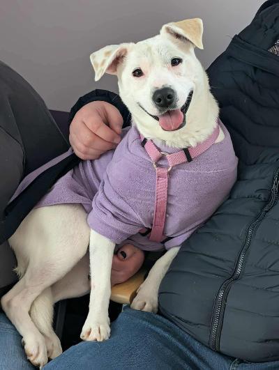 Enlarge Lacey, a Adoptable mixed breed in Fort Wayne, IN image 1/6