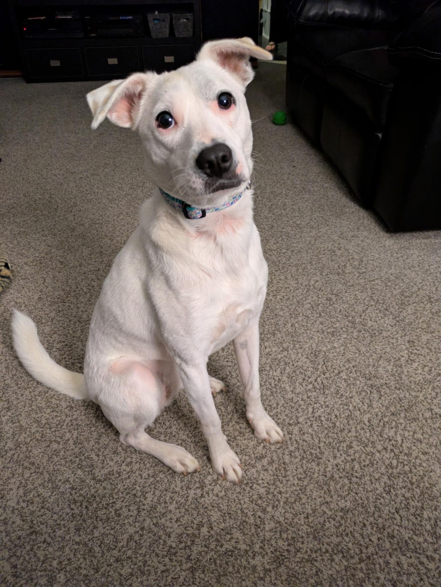 Enlarge Lacey, a Adoptable mixed breed in Fort Wayne, IN image 1/5