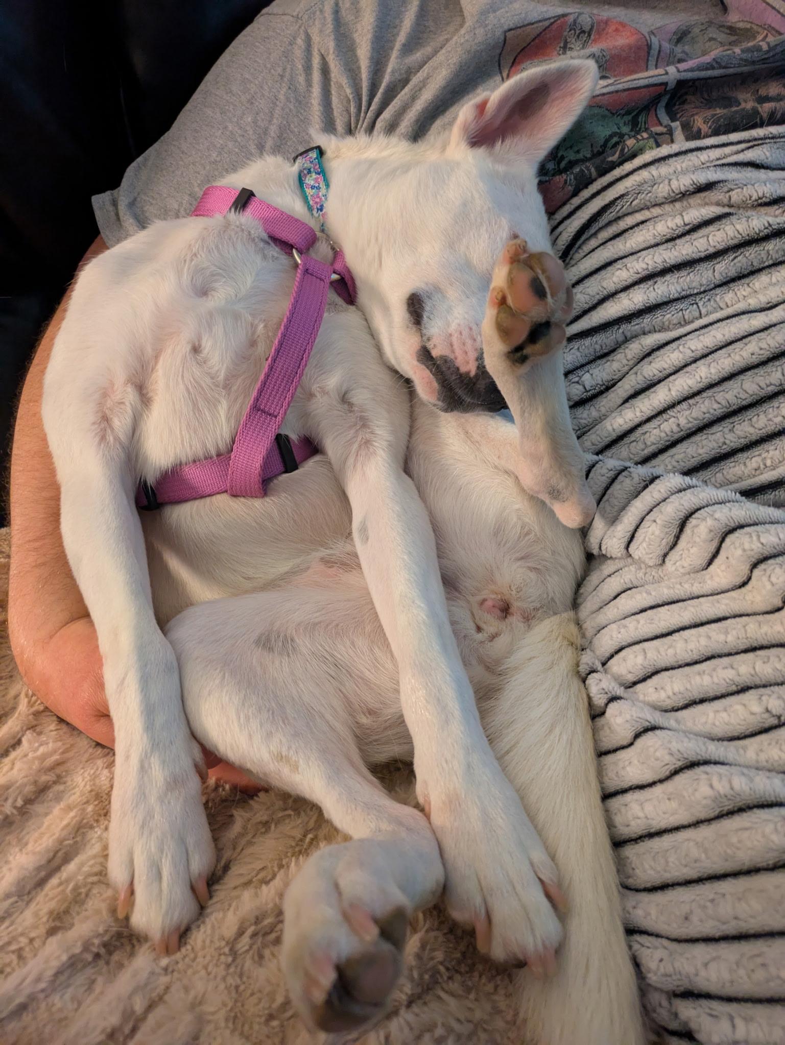 Enlarge Lacey, a Adoptable mixed breed in Fort Wayne, IN image 5/5