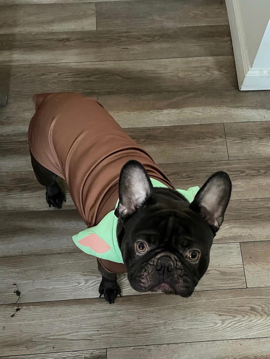 Enlarge Ferdinand, an adoptable French Bulldog in Tucson , AZ image 1/3