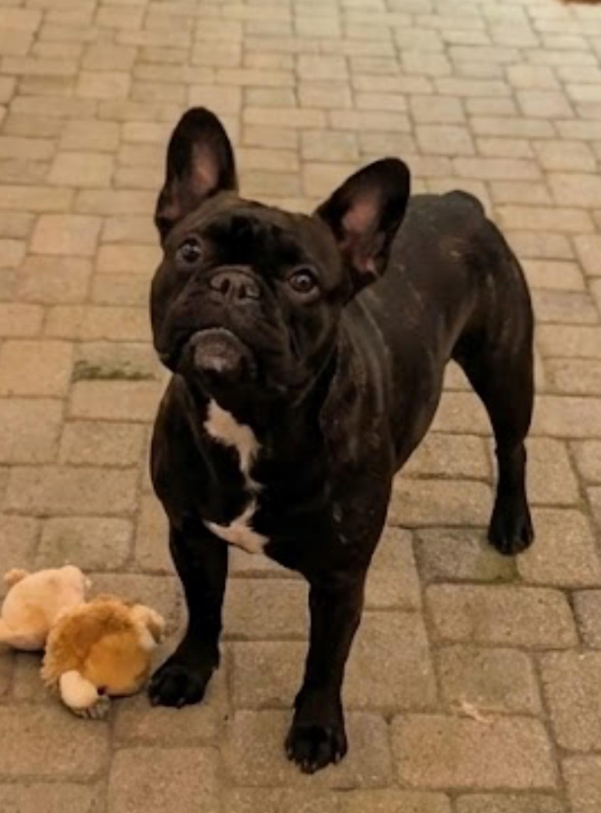 Enlarge Ferdinand, an adoptable French Bulldog in Tucson , AZ image 3/3