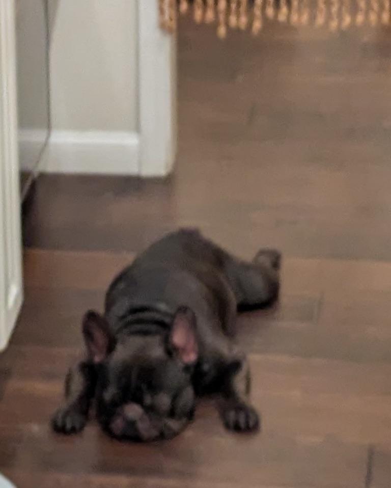 Enlarge Ferdinand, an adoptable French Bulldog in Tucson , AZ image 2/3