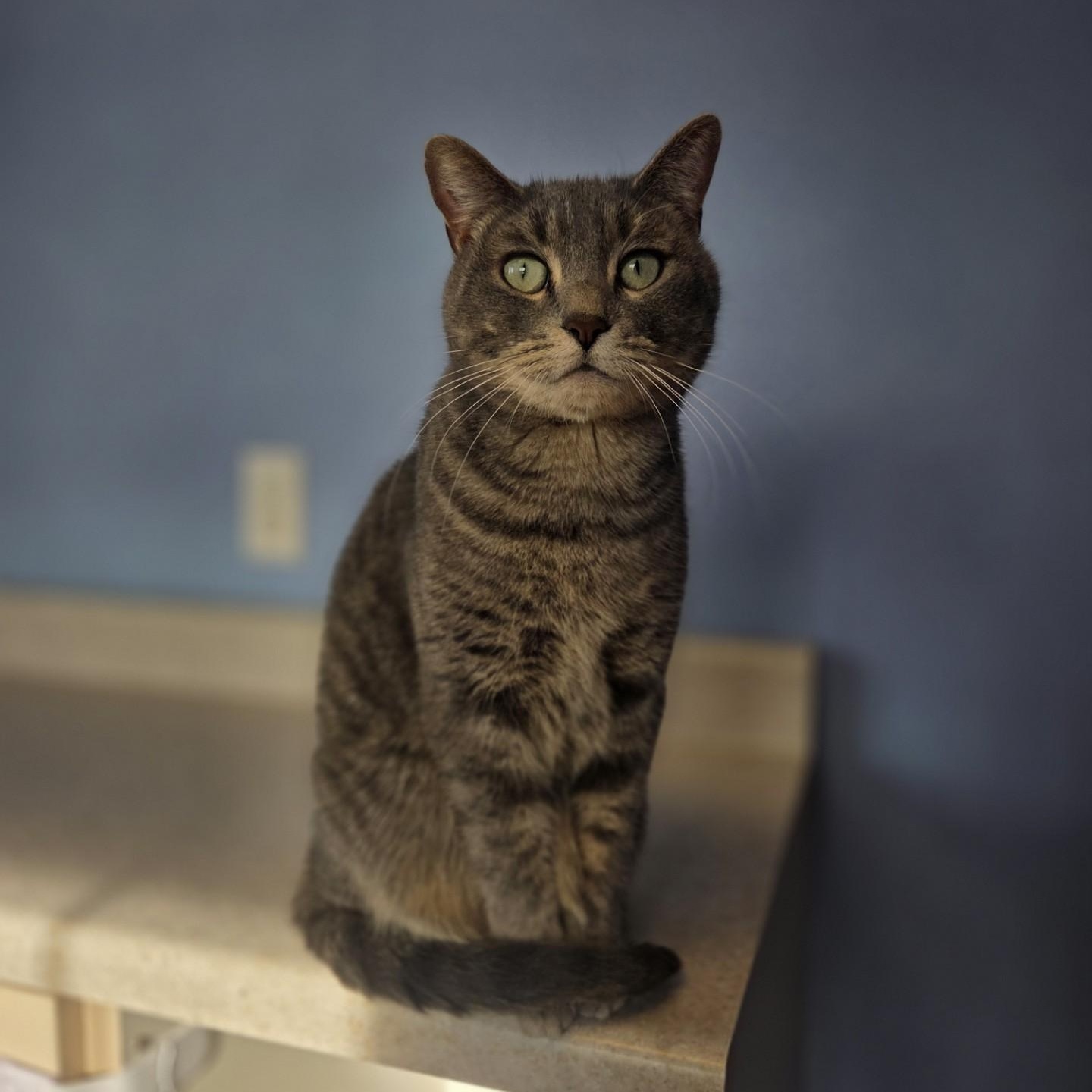 Rambutan, adoptable, Adult Male Domestic Short Hair.