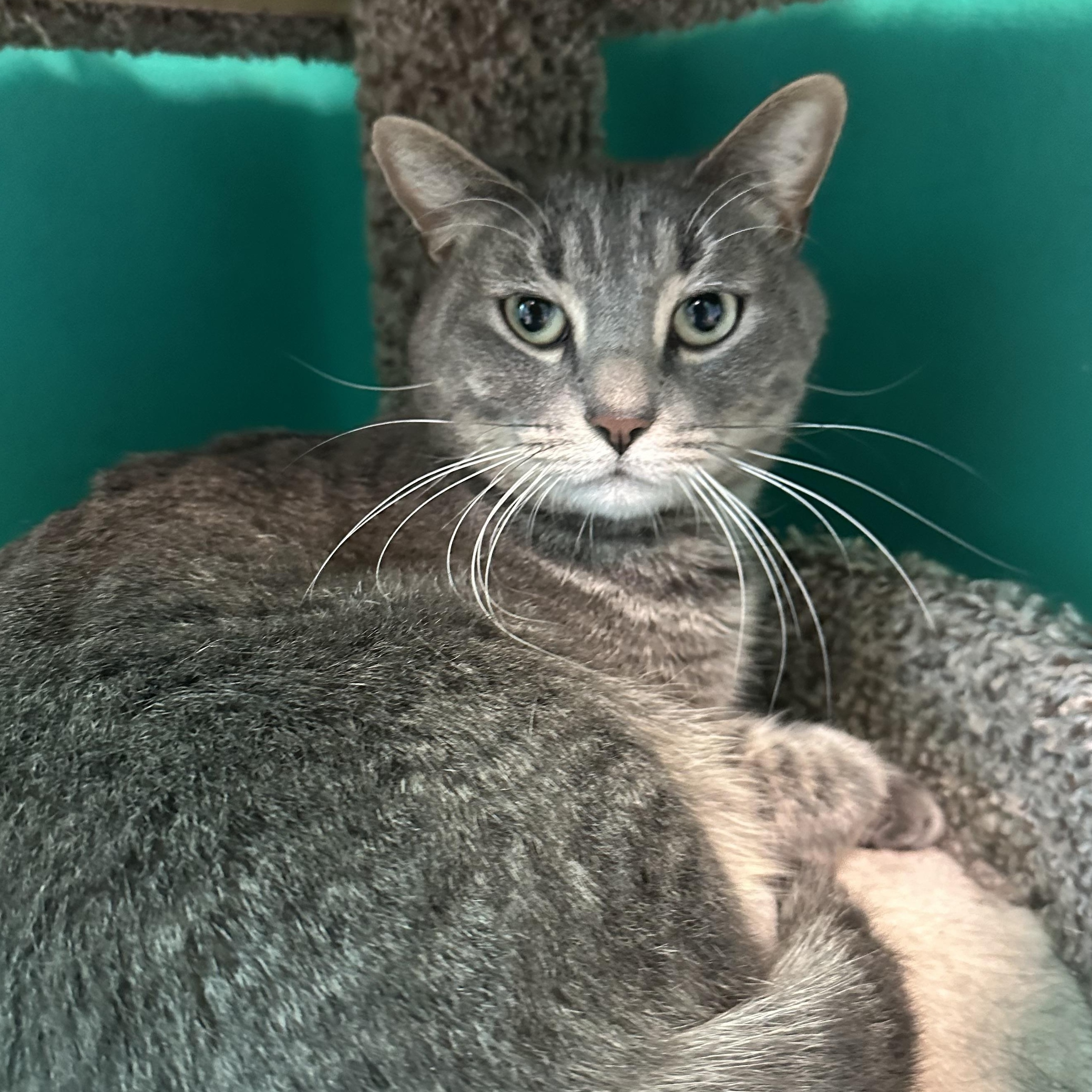 Enlarge Rambutan, an adoptable Domestic Short Hair in Brookings, SD image 1/2