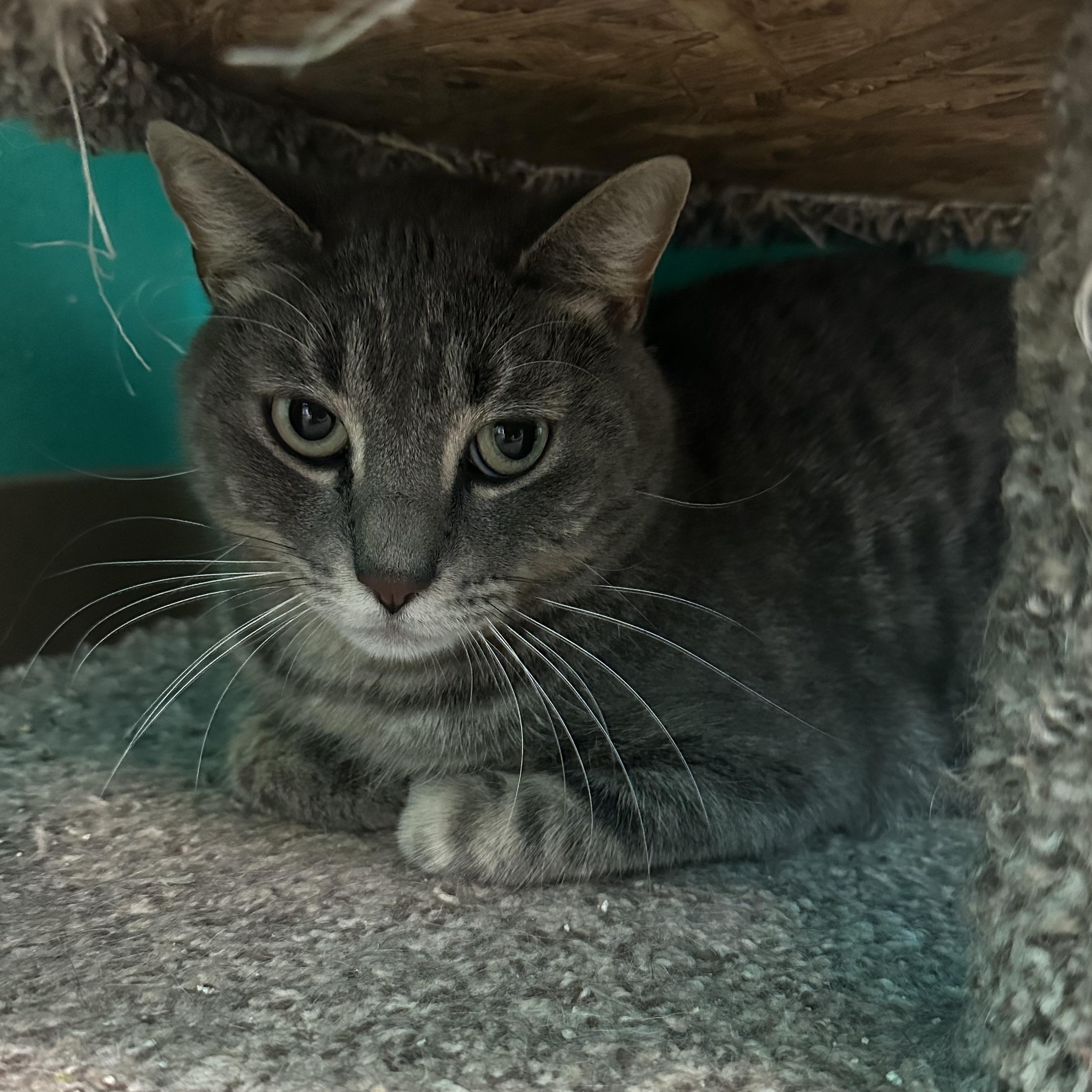 Rambutan, an adoptable Domestic Short Hair in Brookings, SD, 57006 | Photo Image 2