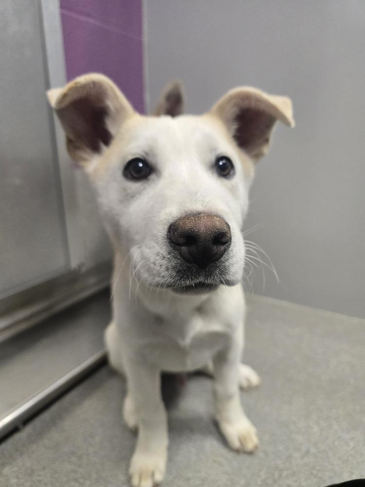 Enlarge Emmer, a Adoptable mixed breed in Wellington, KS image 1/6