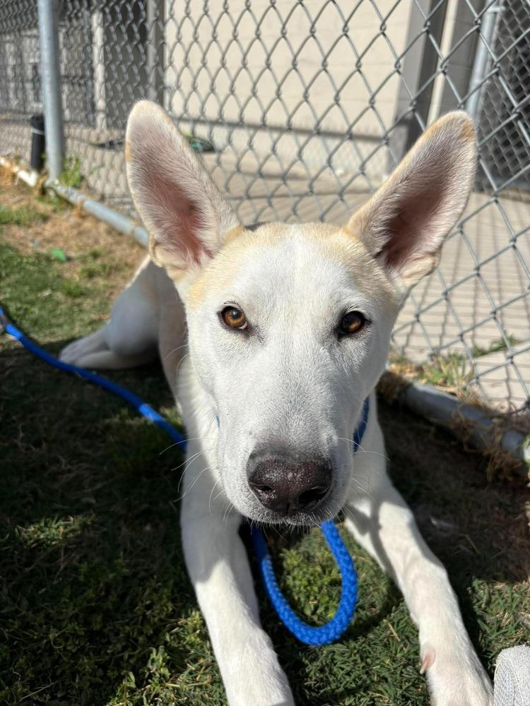 Emmer, Adoptable, Young Male German Shepherd Dog & Husky.