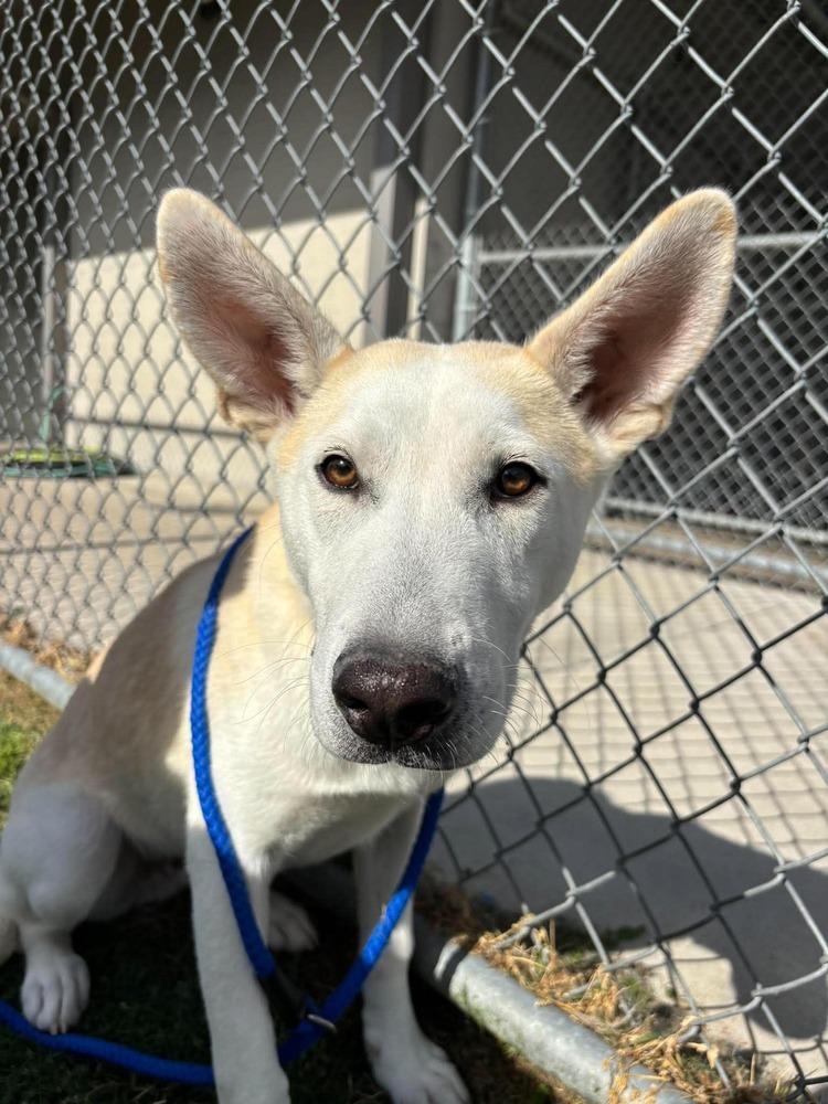 Emmer, a Adoptable mixed breed in Wellington, KS image 4/6