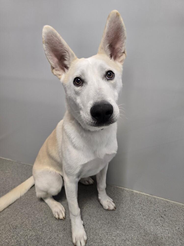 Enlarge Emmer, a Adoptable mixed breed in Wellington, KS image 4/6