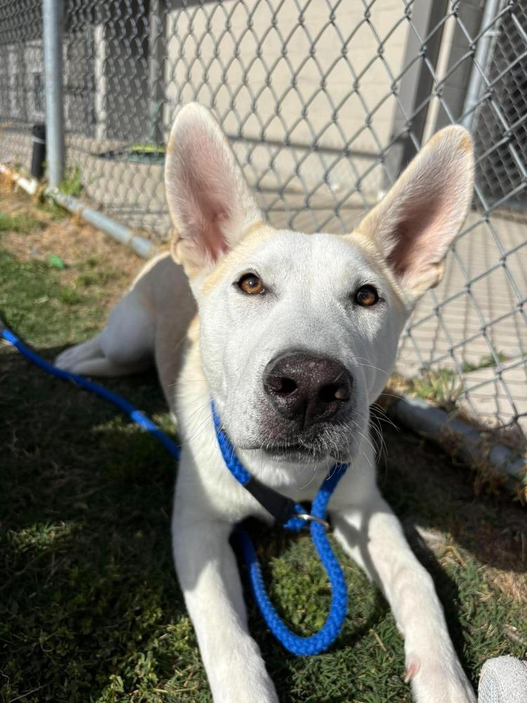Emmer, a Adoptable mixed breed in Wellington, KS image 6/6