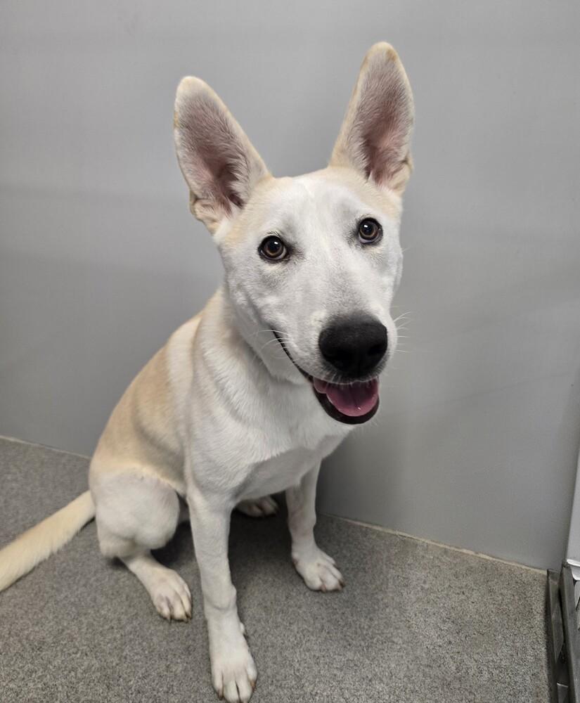 Enlarge Emmer, a Adoptable mixed breed in Wellington, KS image 6/6