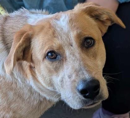 Enlarge Orpheus, a Adoptable mixed breed in La Harpe, KS image 1/3