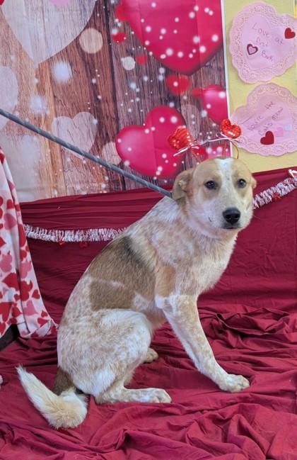 Orpheus, Adoptable, Young Male Cattle Dog & Mixed Breed.