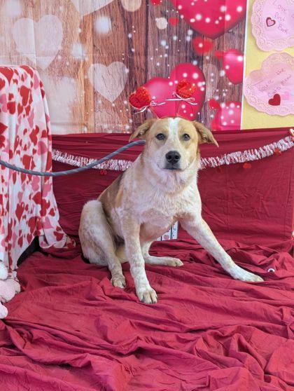 Orpheus, Adoptable, Young Male Cattle Dog & Mixed Breed.