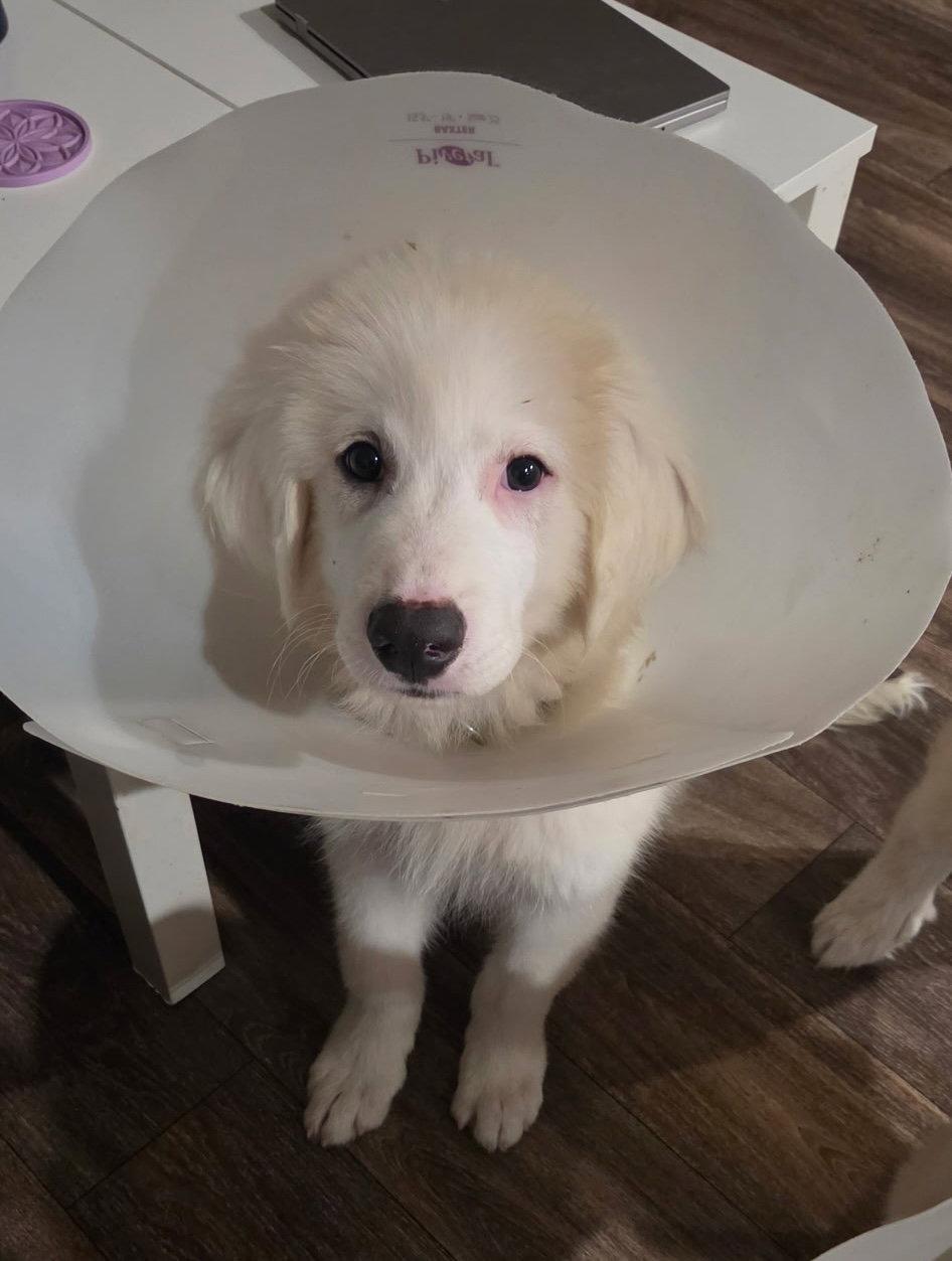 Bandit, Adoptable, Puppy Male Great Pyrenees.