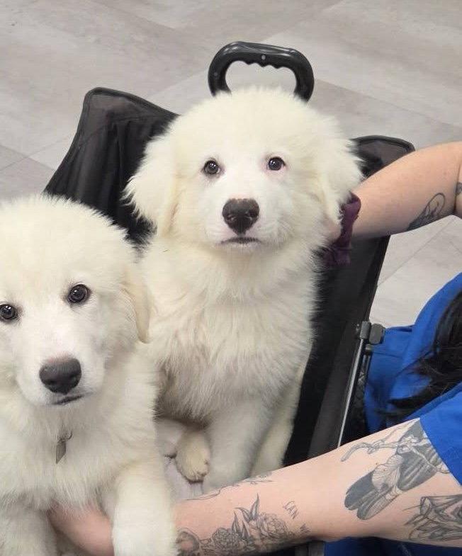 Enlarge Bandit, a Adoptable Great Pyrenees in Garland, TX image 2/3