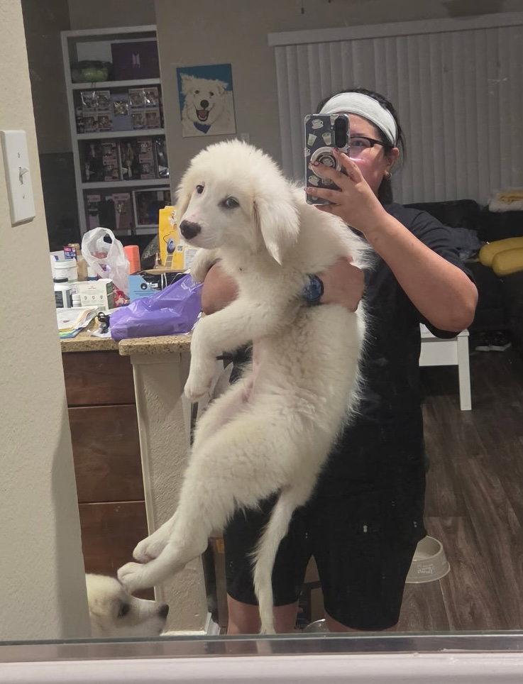 Enlarge Bandit, a Adoptable Great Pyrenees in Garland, TX image 3/3