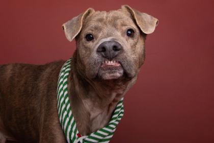 Enlarge Forest, a Adoptable mixed breed in Greenville, SC image 1/3
