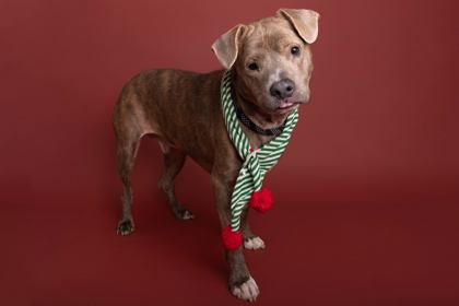 Enlarge Forest, a Adoptable mixed breed in Greenville, SC image 2/3