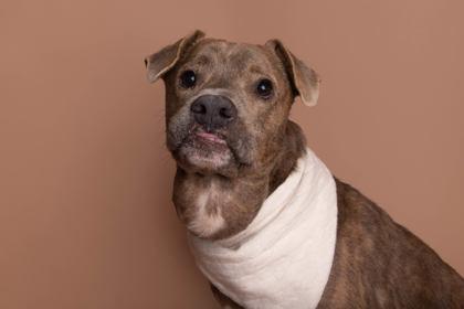 Enlarge Forest, a Adoptable mixed breed in Greenville, SC image 3/3