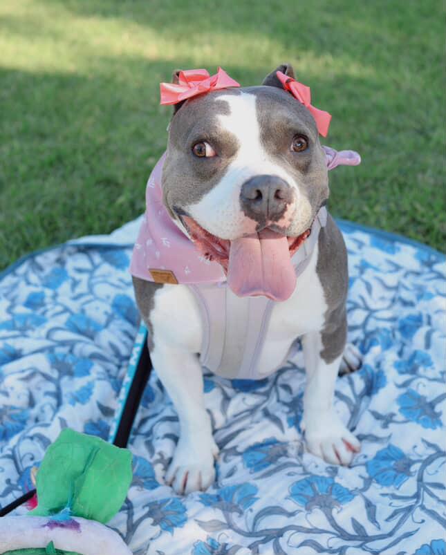 Kira, a Adoptable Pit Bull Terrier in Irvine, CA image 3/6