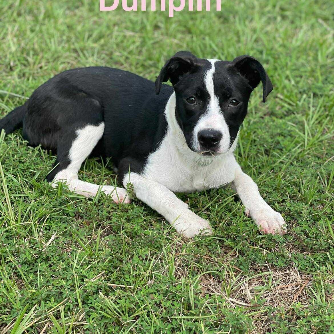 DUMPLIN, Adoptable, Puppy Female Pit Bull Terrier & Terrier.