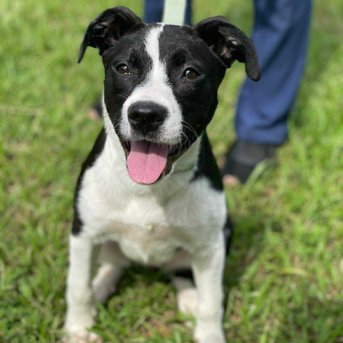 DUMPLIN, Adoptable, Puppy Female Pit Bull Terrier & Terrier.