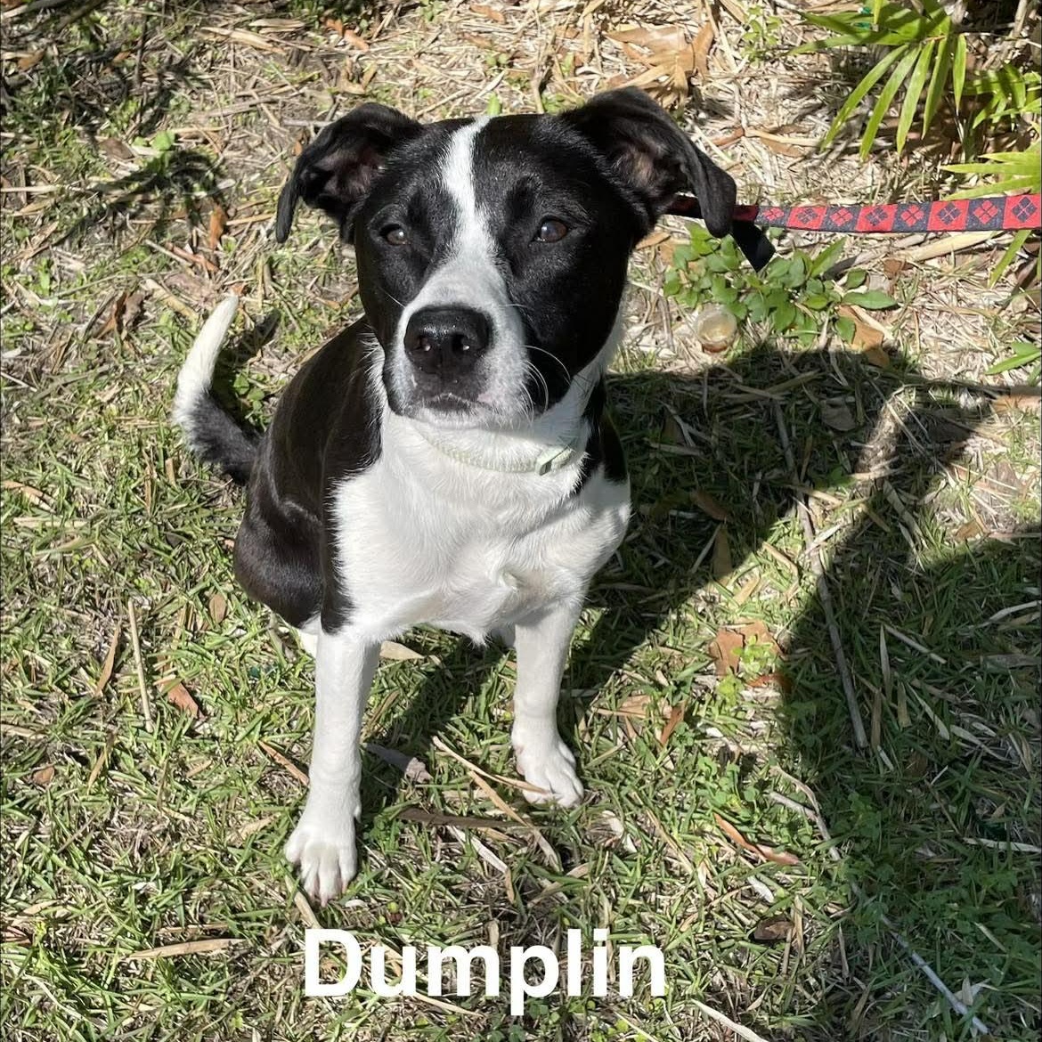 Enlarge DUMPLIN, a Adoptable mixed breed in Madisonville, LA image 5/6