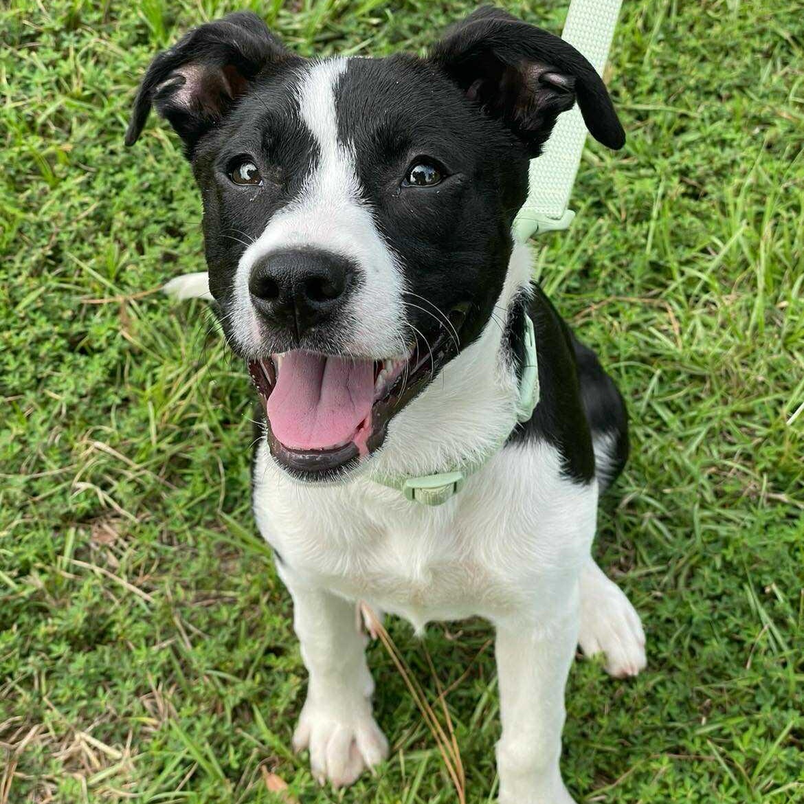 DUMPLIN, a Adoptable mixed breed in Madisonville, LA image 3/5