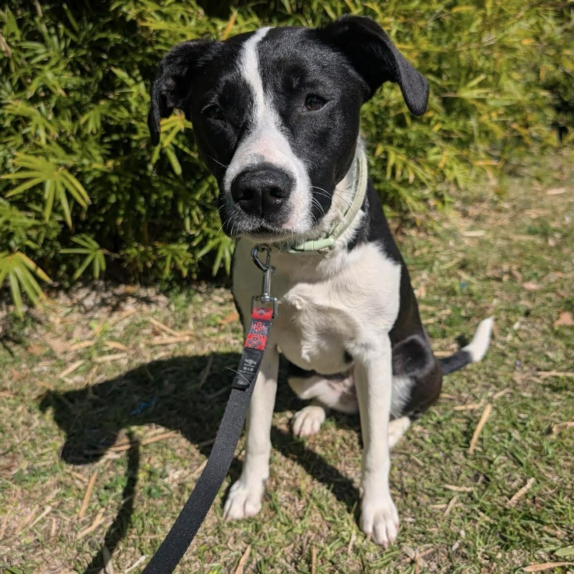 Enlarge DUMPLIN, a Adoptable mixed breed in Madisonville, LA image 2/6