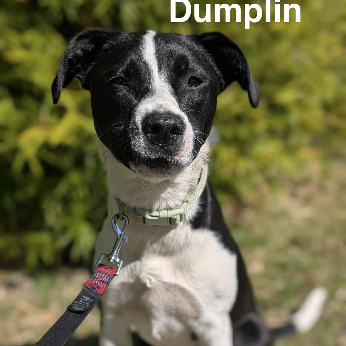 Enlarge DUMPLIN, a Adoptable mixed breed in Madisonville, LA image 6/6