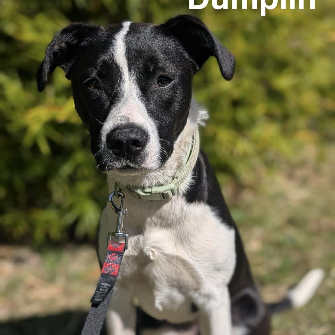 Enlarge DUMPLIN, a Adoptable mixed breed in Madisonville, LA image 4/6