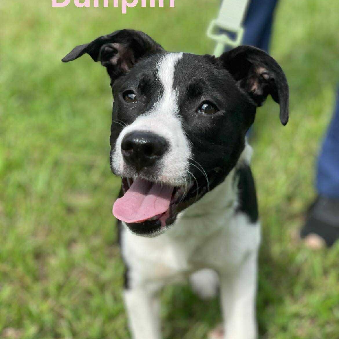 DUMPLIN, a Adoptable mixed breed in Madisonville, LA image 5/5