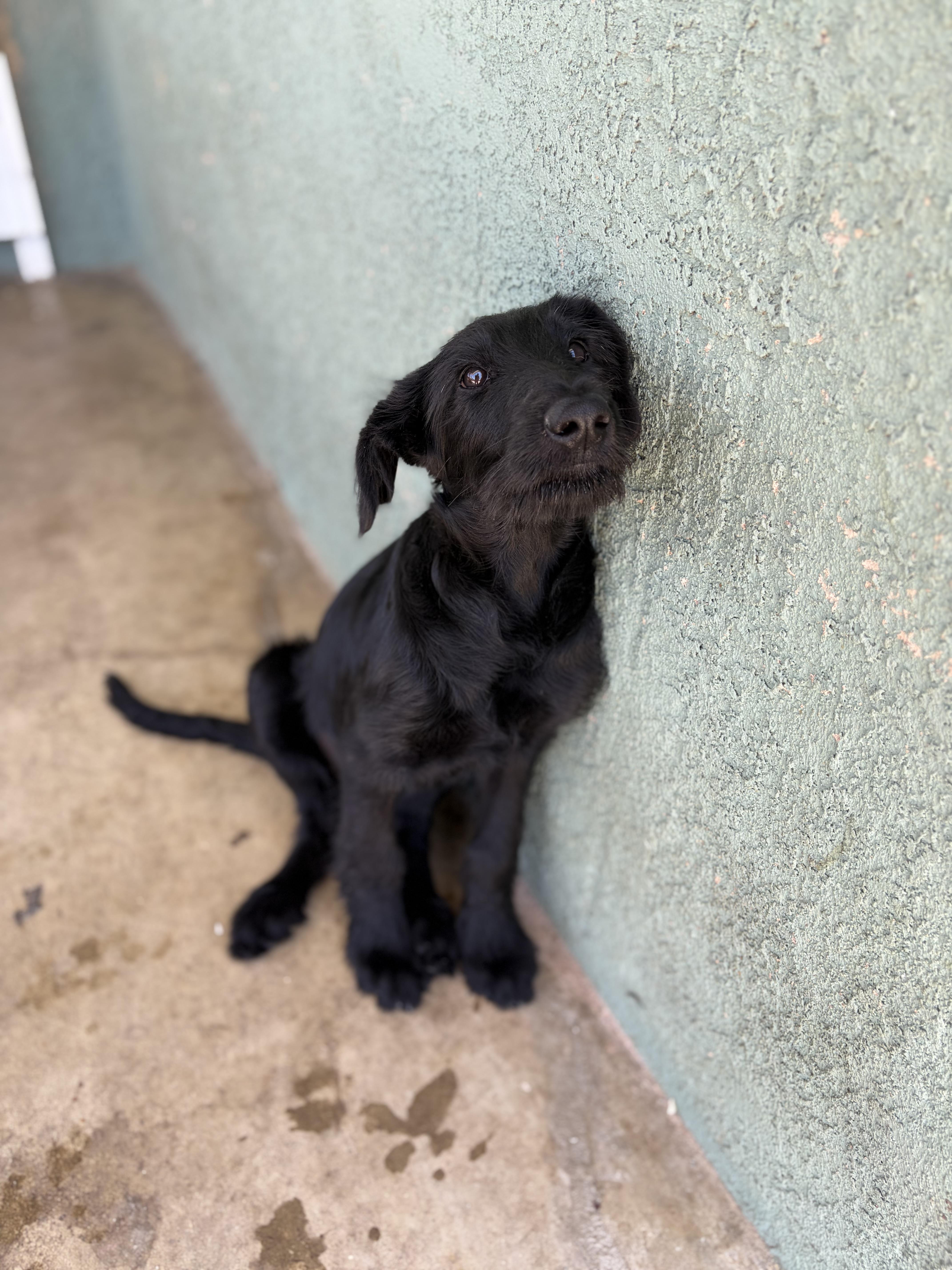 Enlarge Callista, an adopted mixed breed in Corona, CA image 4/4