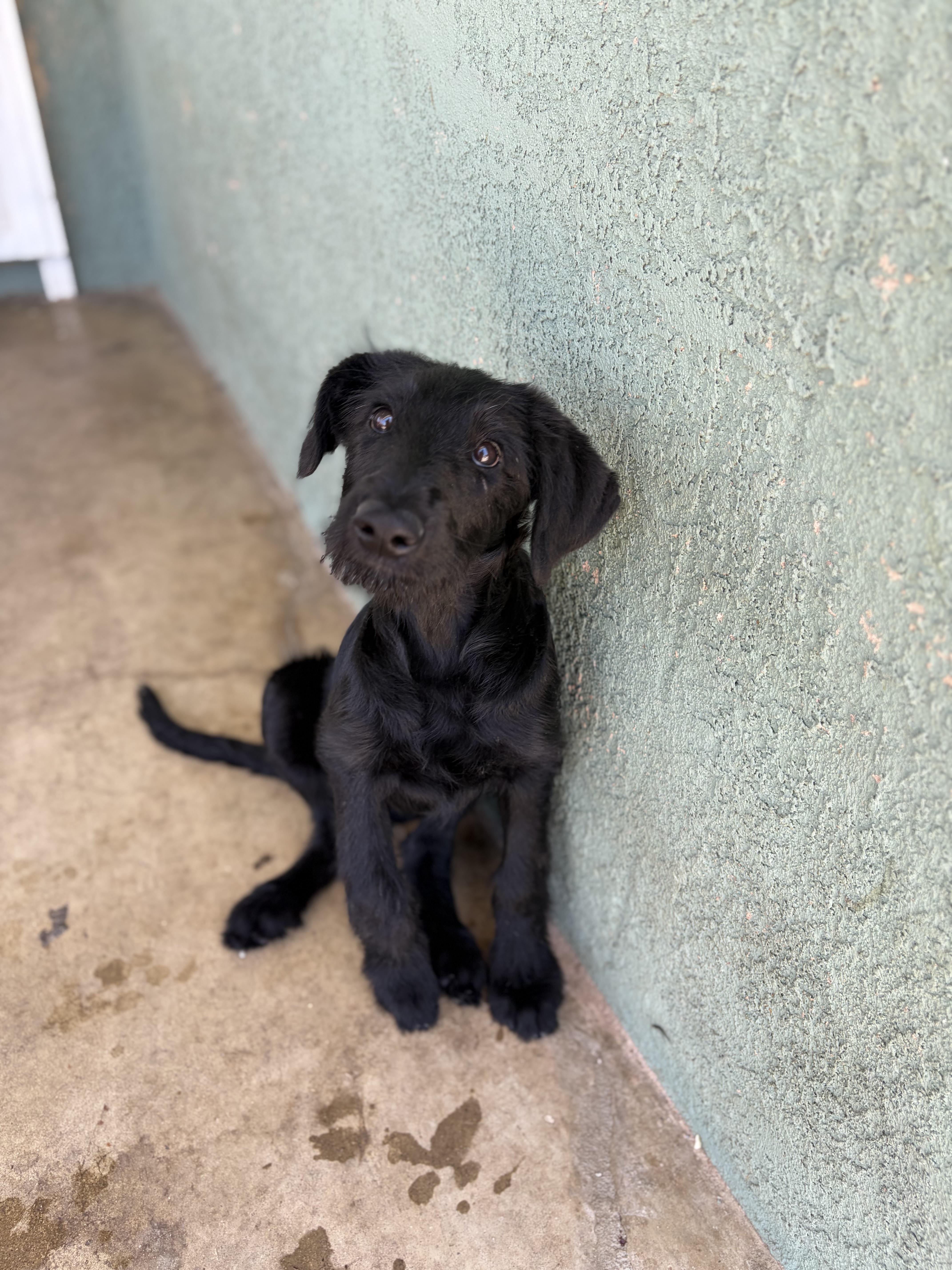 Callista, adopted, Puppy Female Great Dane & Standard Poodle.