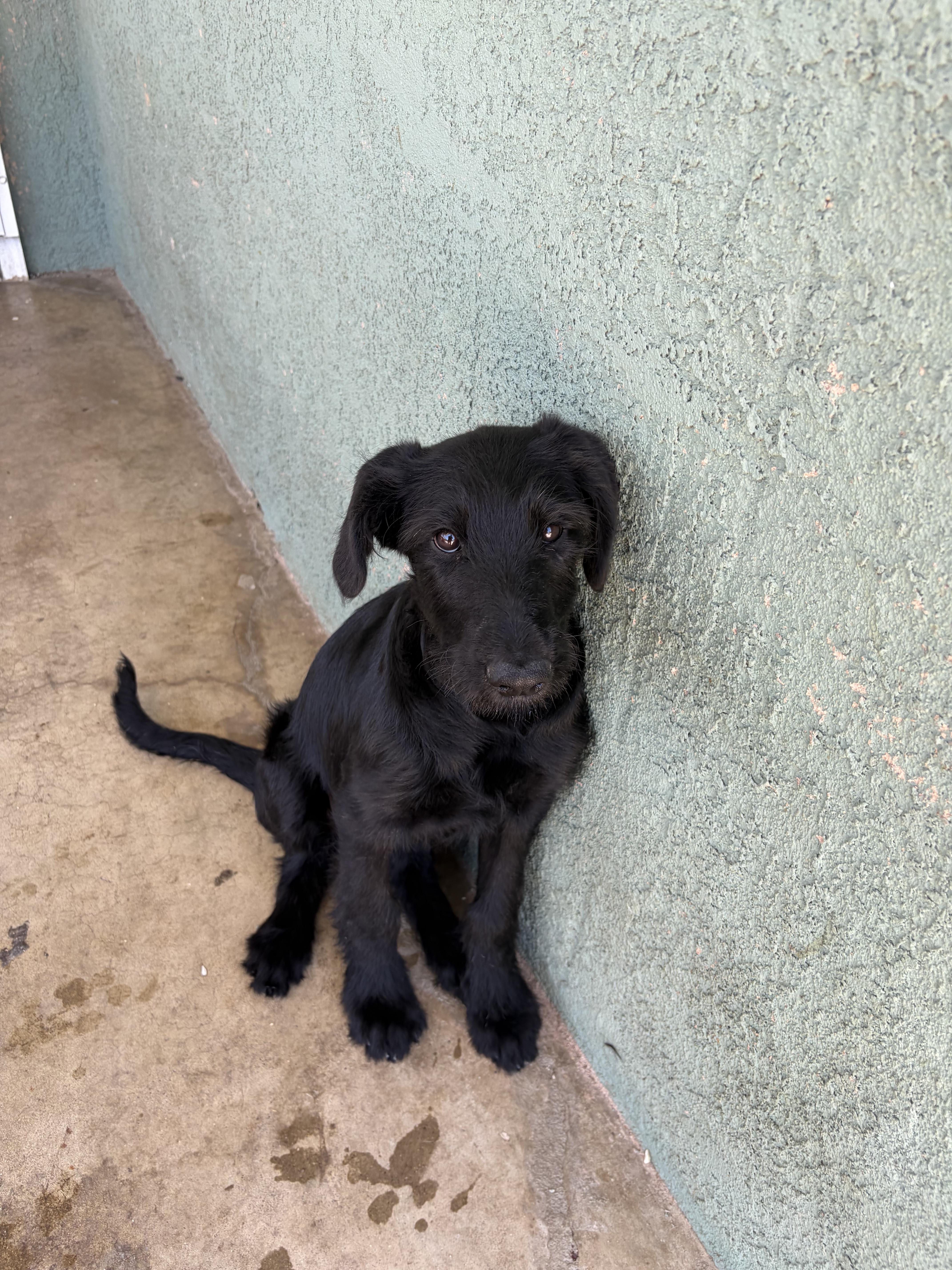 Enlarge Callista, an adopted mixed breed in Corona, CA image 2/4
