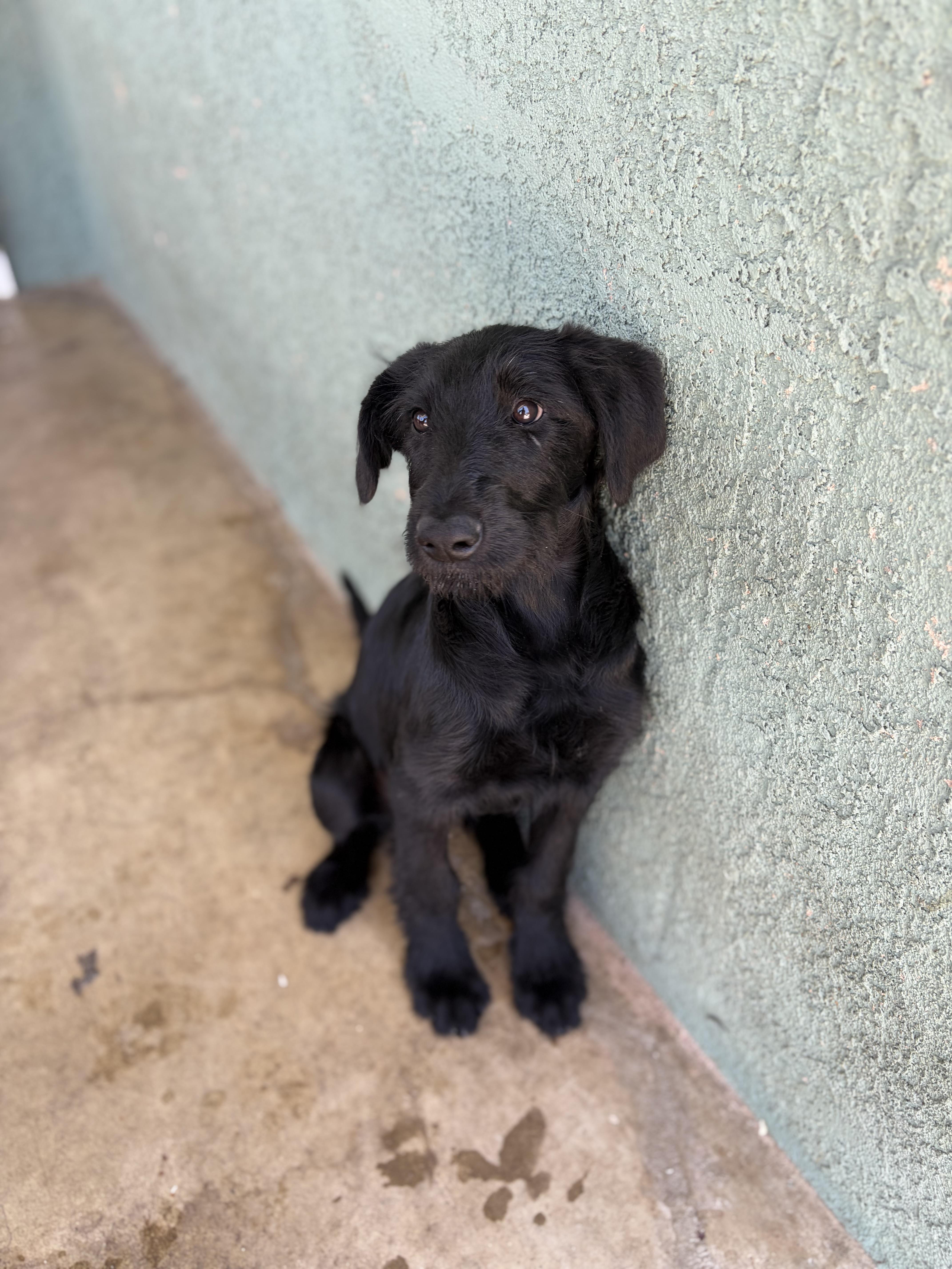 Enlarge Callista, an adopted mixed breed in Corona, CA image 3/4