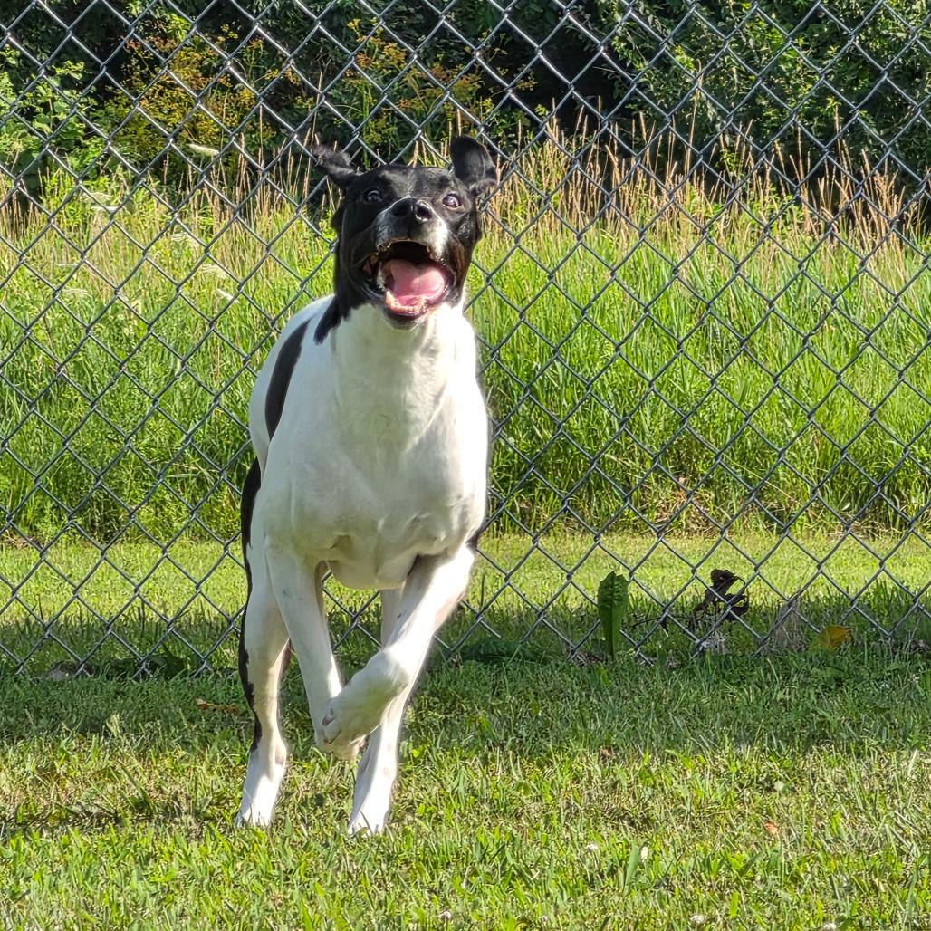 Jackie, Adoptable, Adult Male Pointer & Mixed Breed.