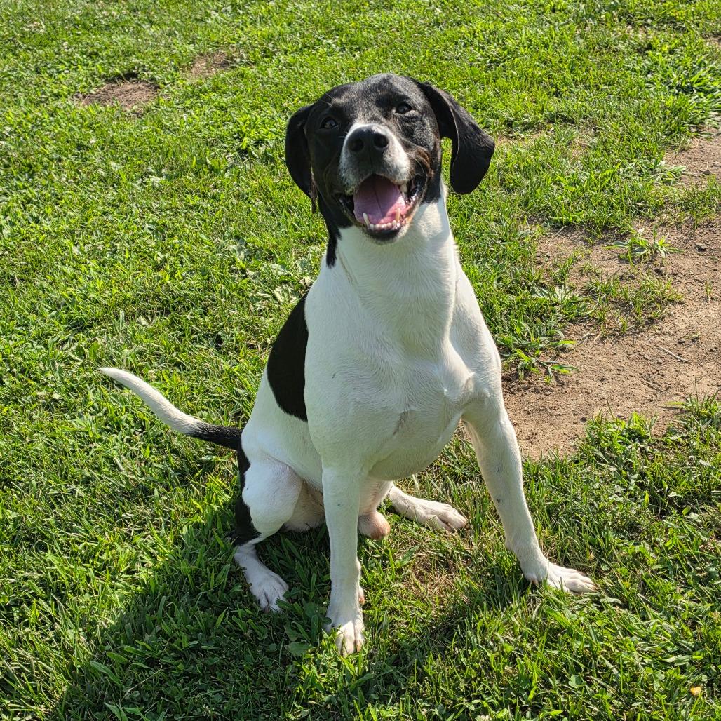Enlarge Jackie, a Adoptable mixed breed in Marshalltown, IA image 2/2
