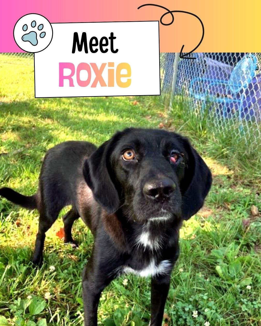 Roxy, ADOPTABLE, Adult Female Black Labrador Retriever.