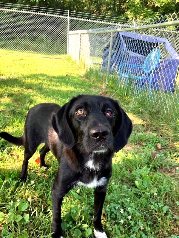 Enlarge Roxy, a ADOPTABLE mixed breed in Sulphur, KY image 4/5