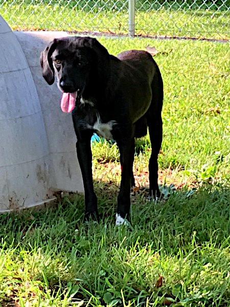 Enlarge Roxy, a ADOPTABLE mixed breed in Sulphur, KY image 3/5