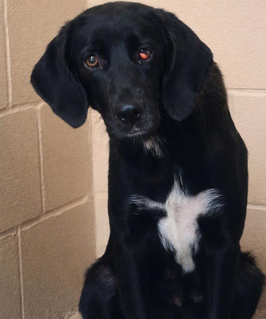 Enlarge Roxy, a ADOPTABLE mixed breed in Sulphur, KY image 2/5