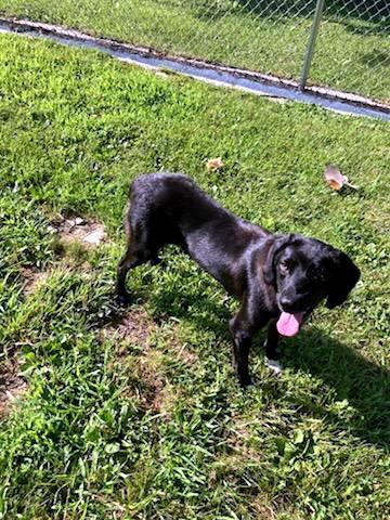 Enlarge Roxy, a ADOPTABLE mixed breed in Sulphur, KY image 5/5
