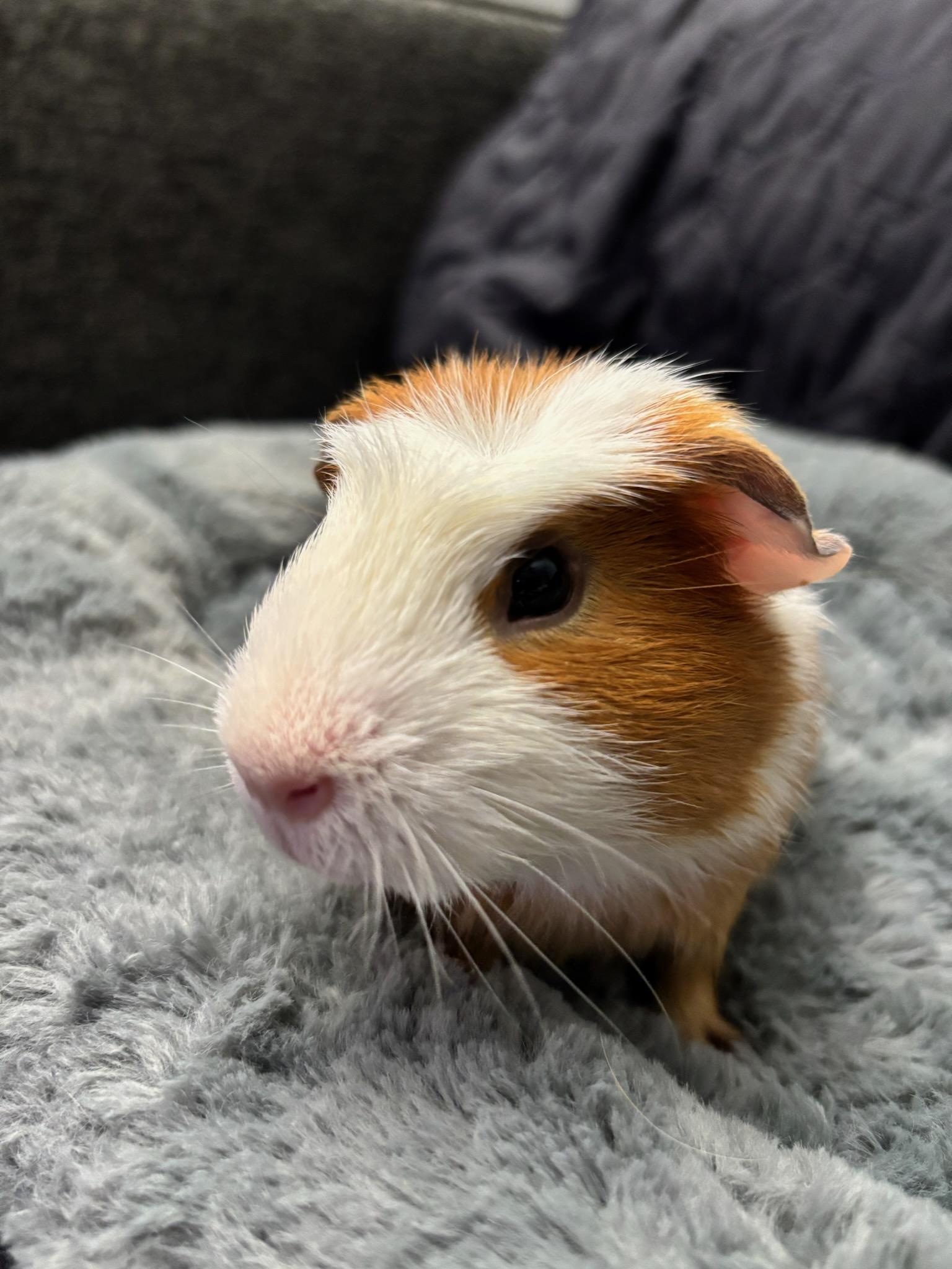 Enlarge Hero , an adopted Guinea Pig in Sauk Village, IL image 2/3