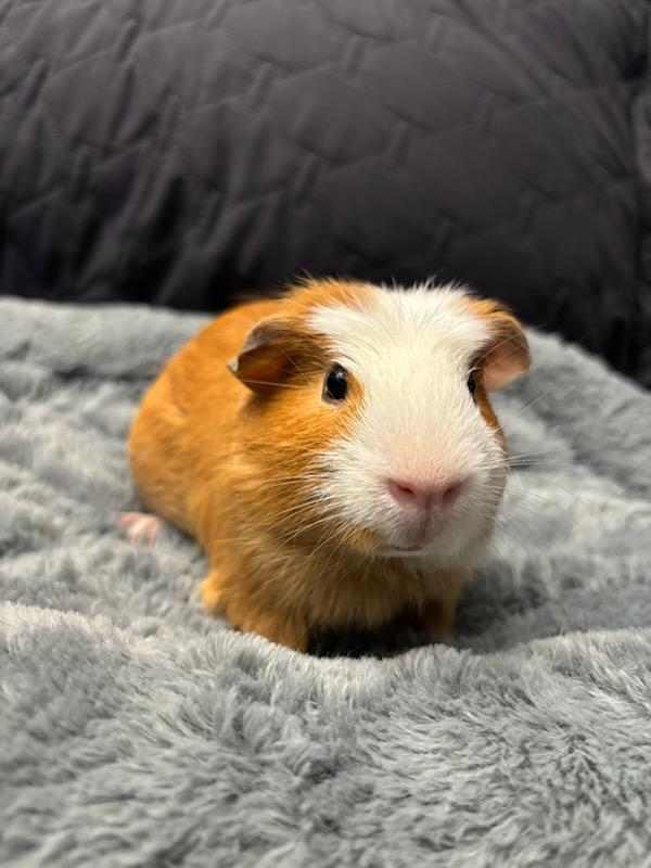 Enlarge Hero , an adopted Guinea Pig in Sauk Village, IL image 3/3