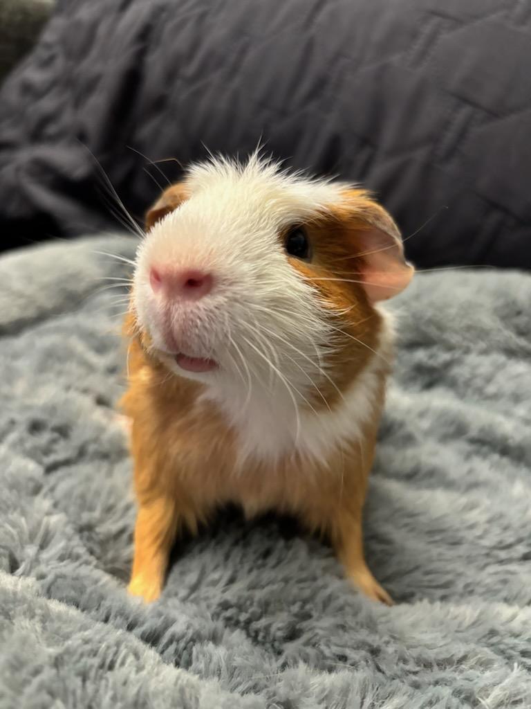 Enlarge Hero , an adopted Guinea Pig in Sauk Village, IL image 1/3