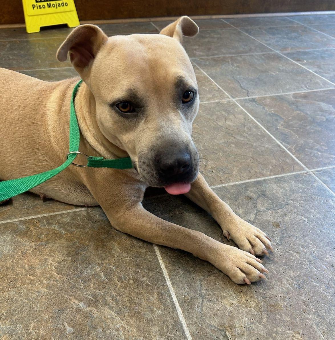 Poppy, Adoptable, Young Female Pit Bull Terrier.