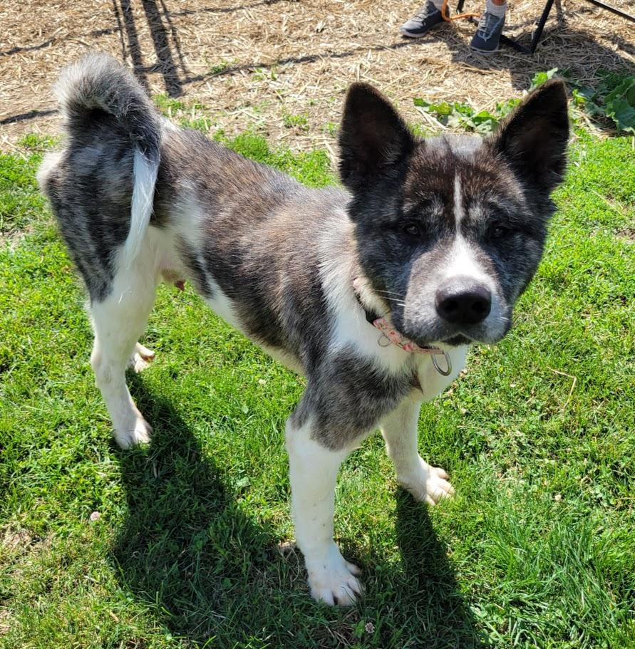 Willy, adopted, Adult Male Akita.