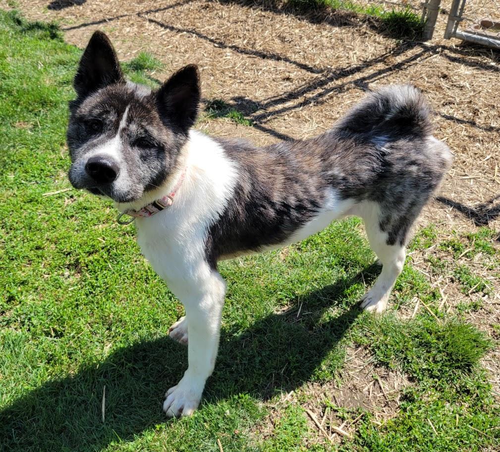 Willy, ADOPTABLE, Adult Male Akita.